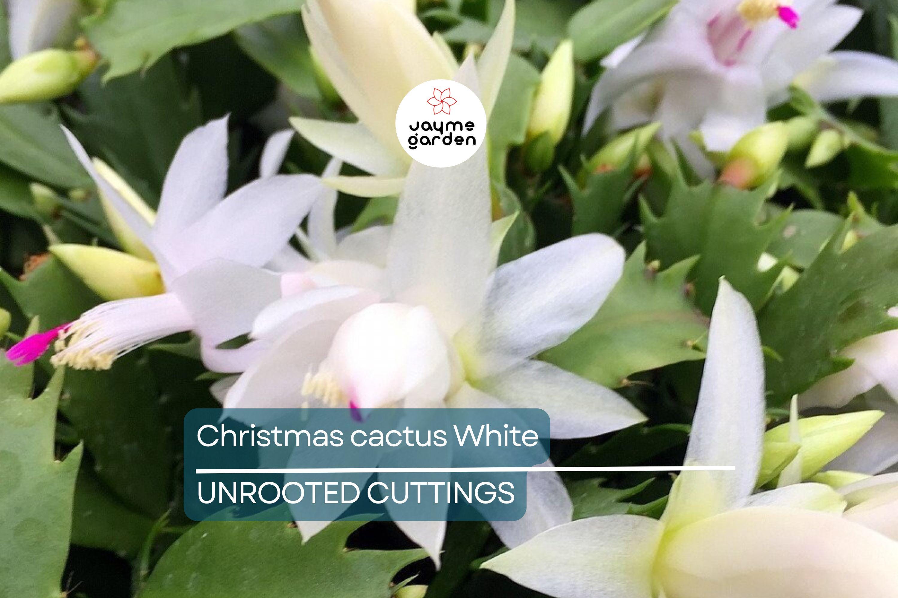 White Christmas Cactus Cuttings (4"-5") | 5 Unrooted Segments | Easy to Grow Holiday Plant | Schlumbergera Starter Plant