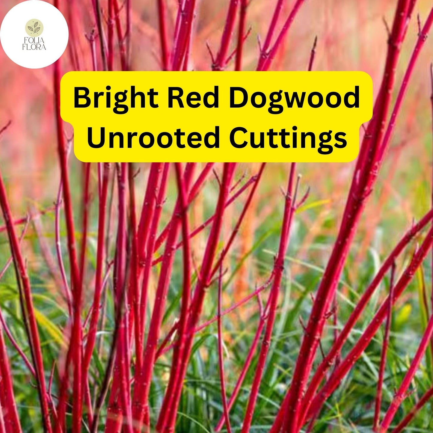 Bright Red Dogwood Unrooted Cuttings, Cornus sericea, Hardy Shrub with Vibrant Red Stems