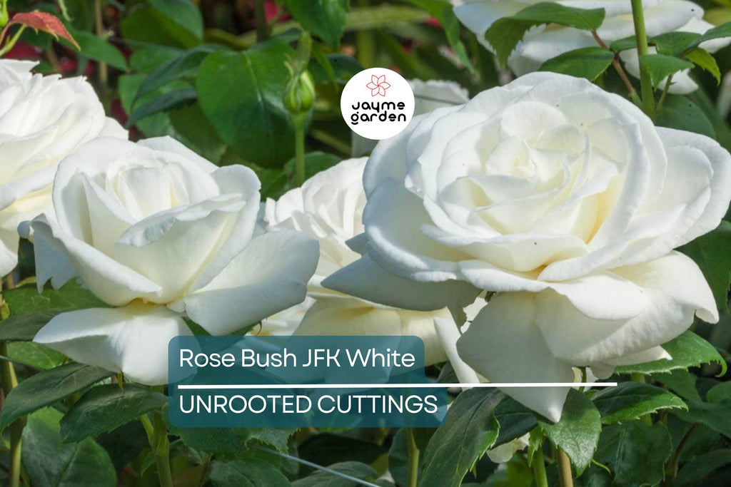 JFK White Rose Bush Cuttings, 6” Unrooted, Pure White Hybrid Tea Rose, Licorice Fragrance, Double Blooms, USDA Zones 7-10