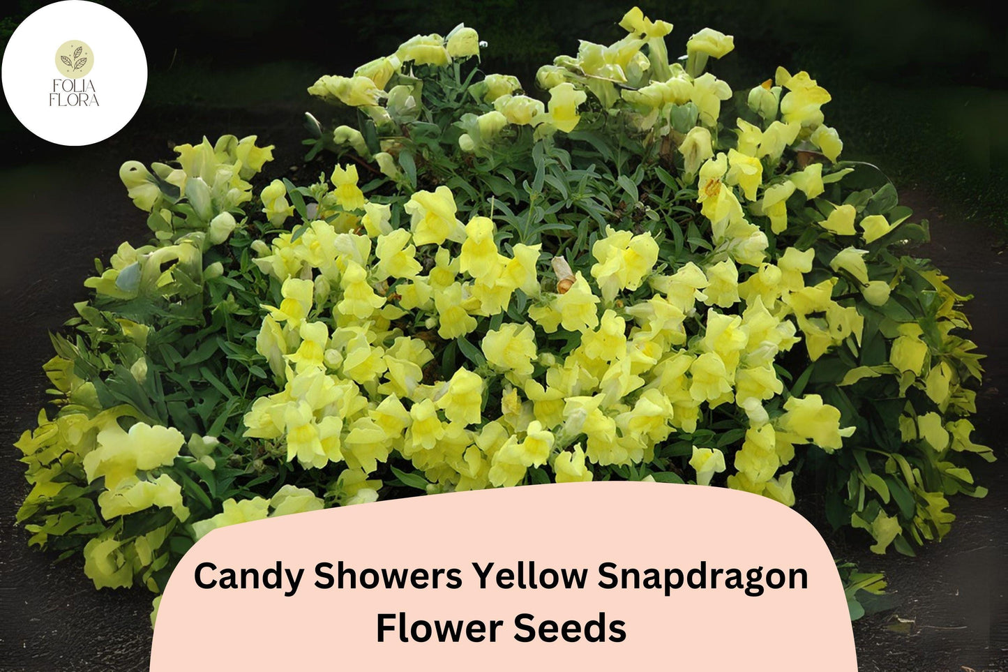 Candy Showers Yellow Snapdragon Seeds (Antirrhinum majus) | 1000+ Seeds | Cascading Yellow Blooms for Gardens & Hanging Baskets
