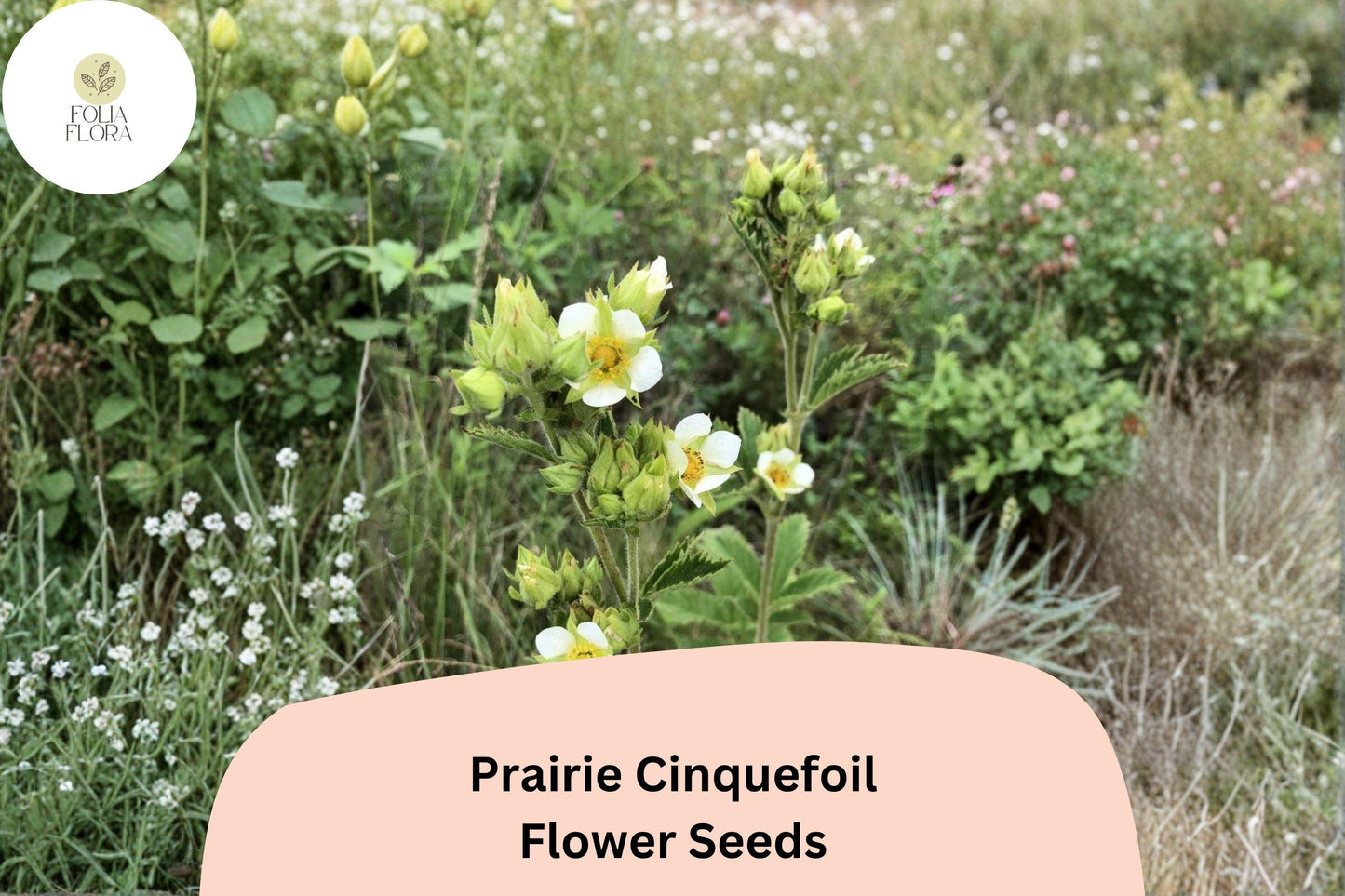 500 Prairie Cinquefoil Seeds | Drymocallis arguta | Native White Wildflower | Pollinator-Friendly Plant for Meadow