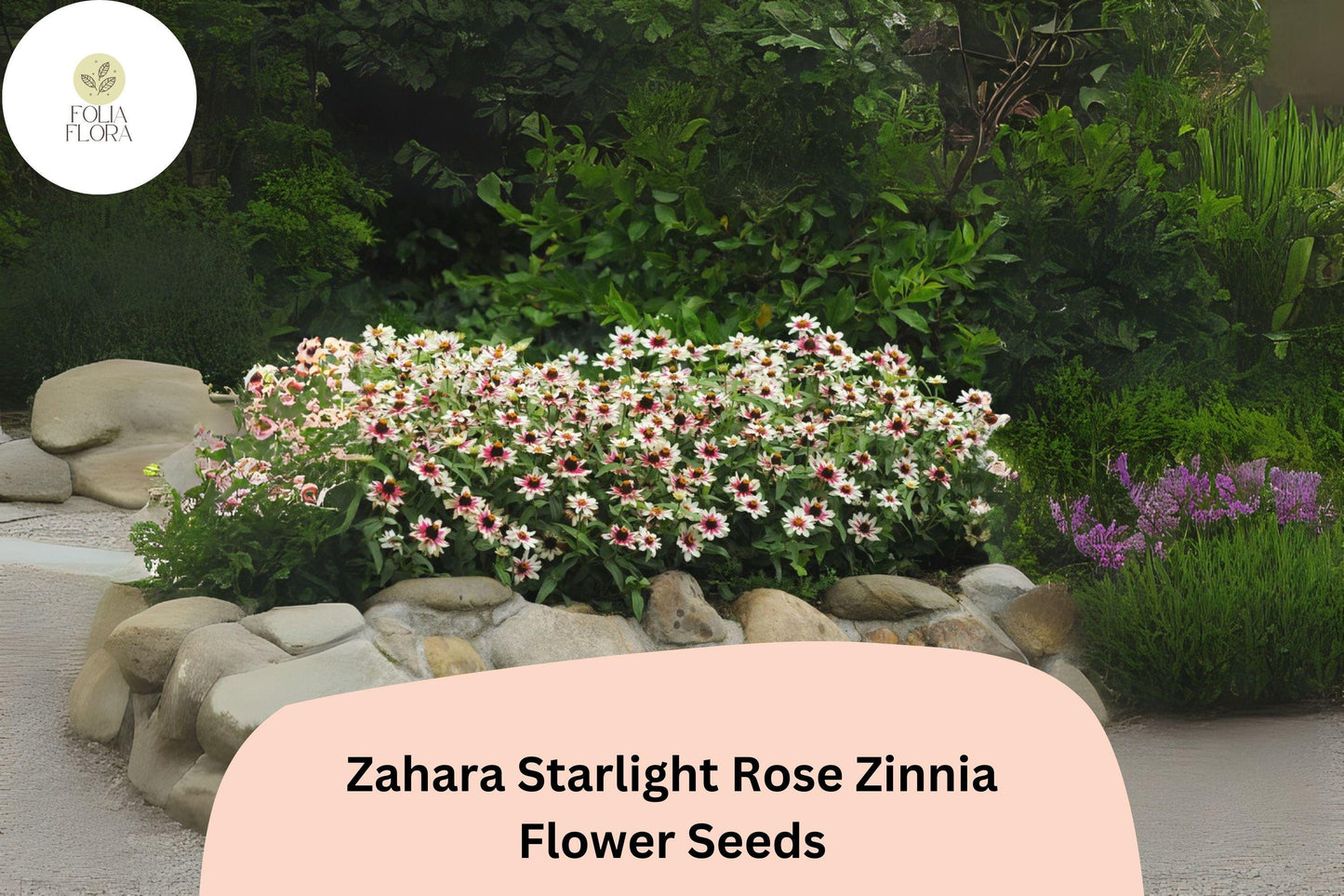 100+ Zahara Starlight Rose Zinnia Seeds – Hybrid Non-GMO Annual Flowers for Garden Planting & Borders