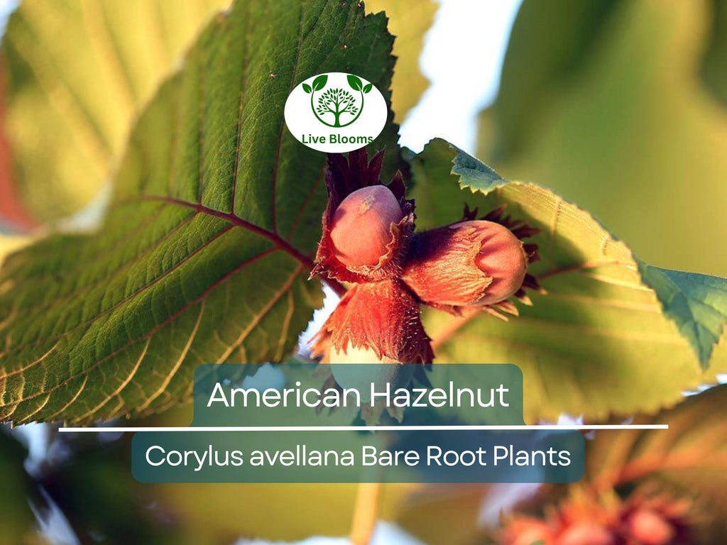 3 American Hazelnut Trees - Corylus avellana - Live Bare Root Plants 12–24" Tall - Edible Nut Tree, Wildlife, Cold Hardy, Easy to Grow