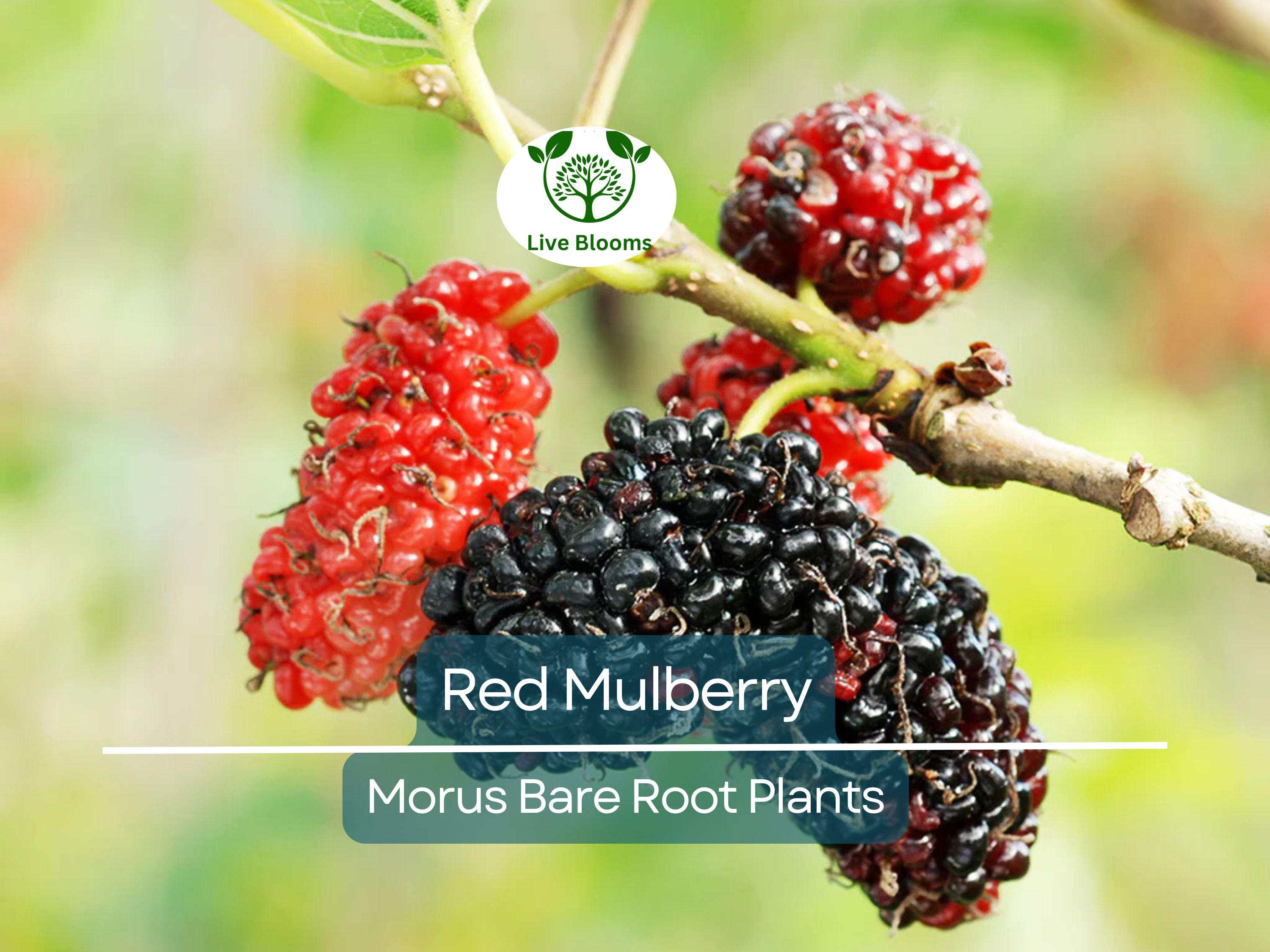1 Red Mulberry Tree – Morus Rubra Live Bare Root Fruit Tree 12–24 Inches Tall – Native Shade Tree with Sweet Berries