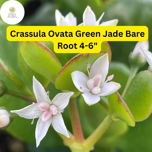 Crassula Ovata ‘Green Jade’ | 1 Bare Root 4-6” Plant | Money Tree, Easy-Care Succulent, Bonsai, Drought-Tolerant, White Blooms