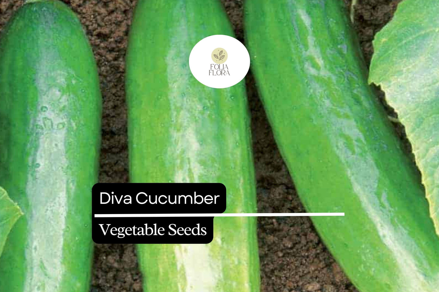20 Seeds Diva Cucumber (Cucumis sativus) – Sweet, Crisp, and Burpless Variety