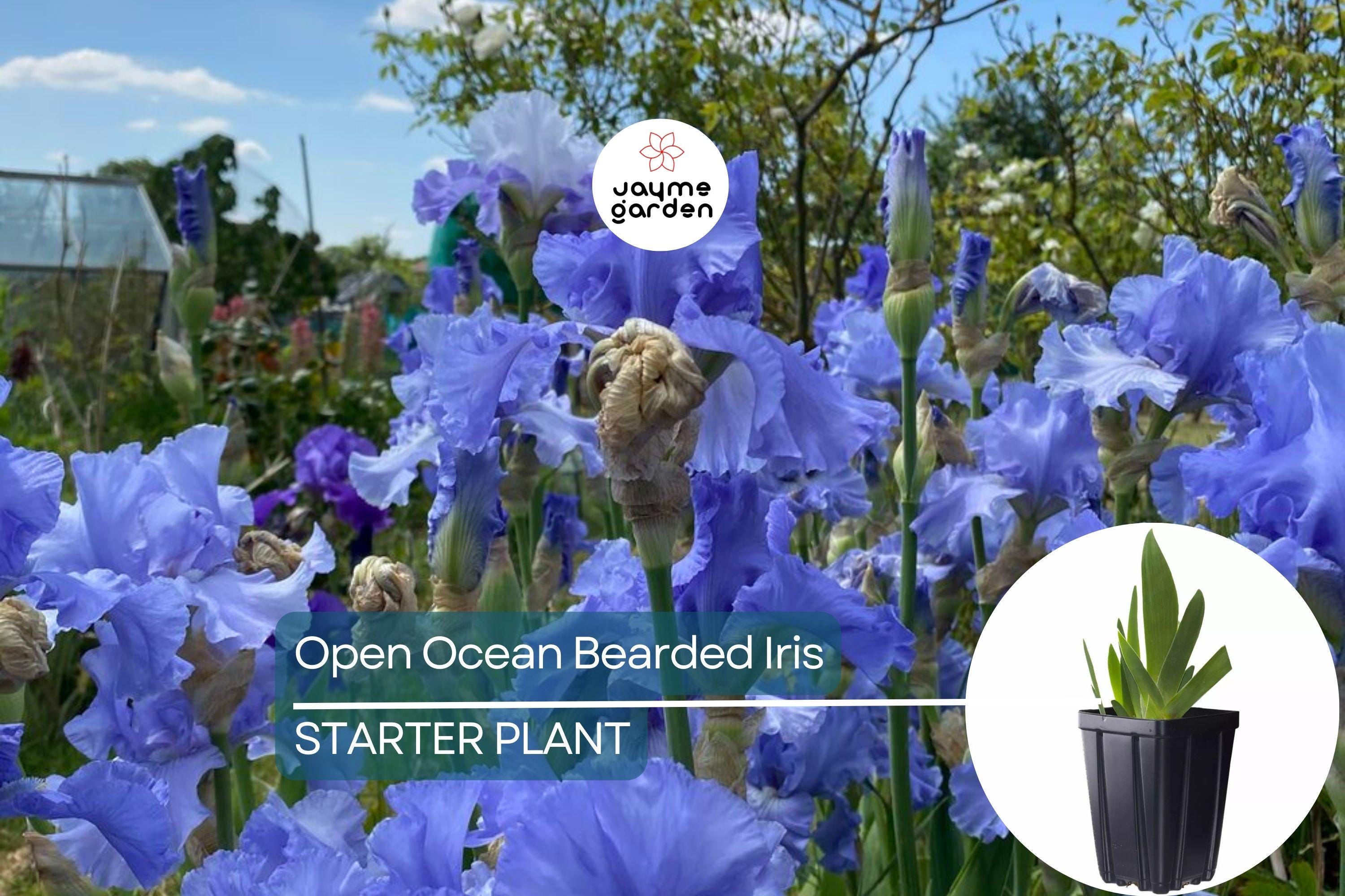 Open Ocean Bearded Iris – Quart Pot | Reblooming Lilac Blue Perennial | 38" Tall, Deer Resistant, Hardy Zones 3-10 | Strong Cut Flower