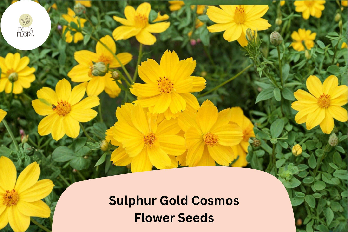 200+ Sulphur Gold Cosmos Seeds | Cosmos sulphureus | Bright Yellow-Orange Blooms | Easy Annual Flower Seeds for Garden