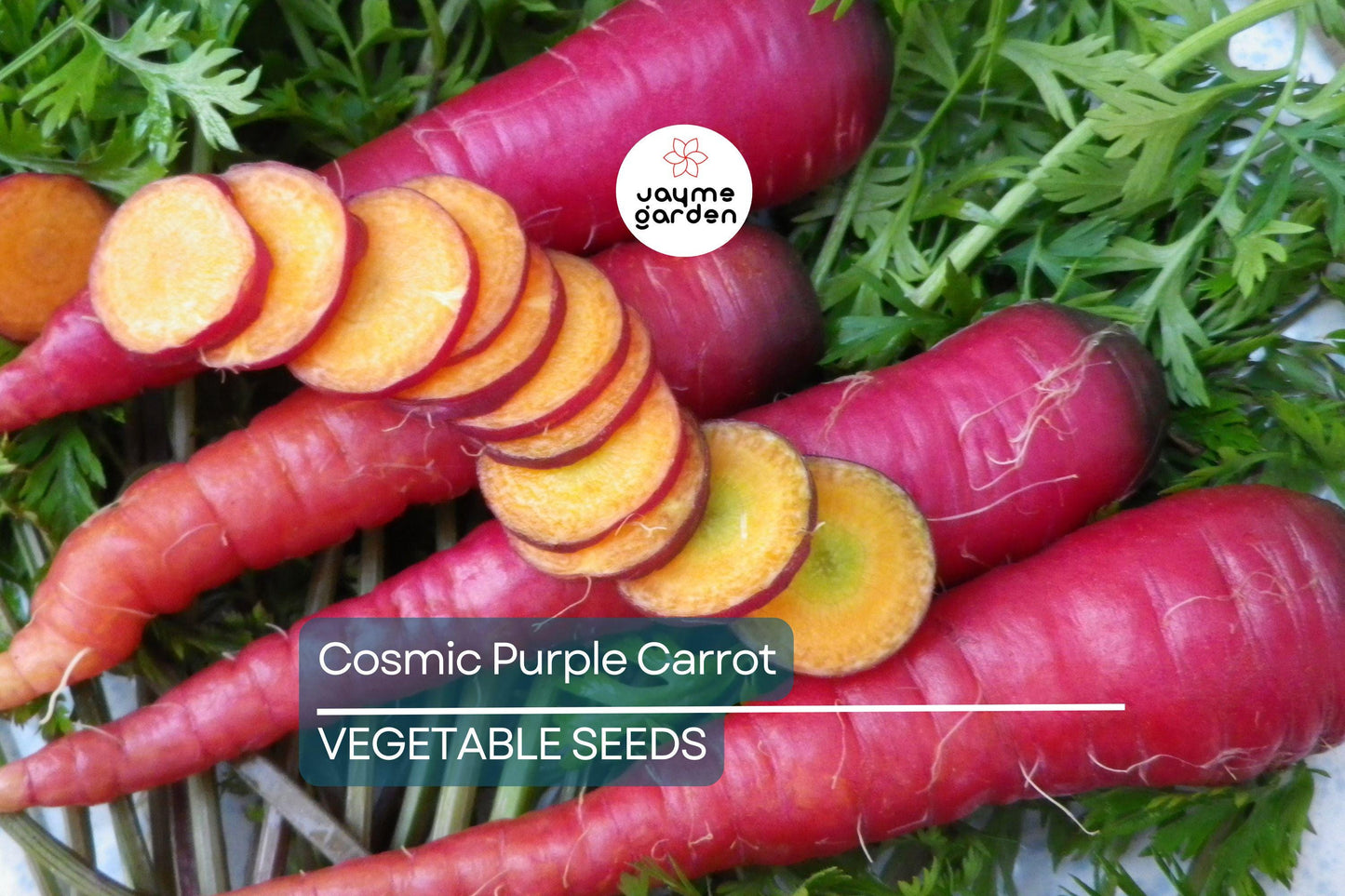 1,000 Cosmic Purple Carrot Seeds – Non-GMO, Open Pollinated, Great for Microgreens | USA Seller