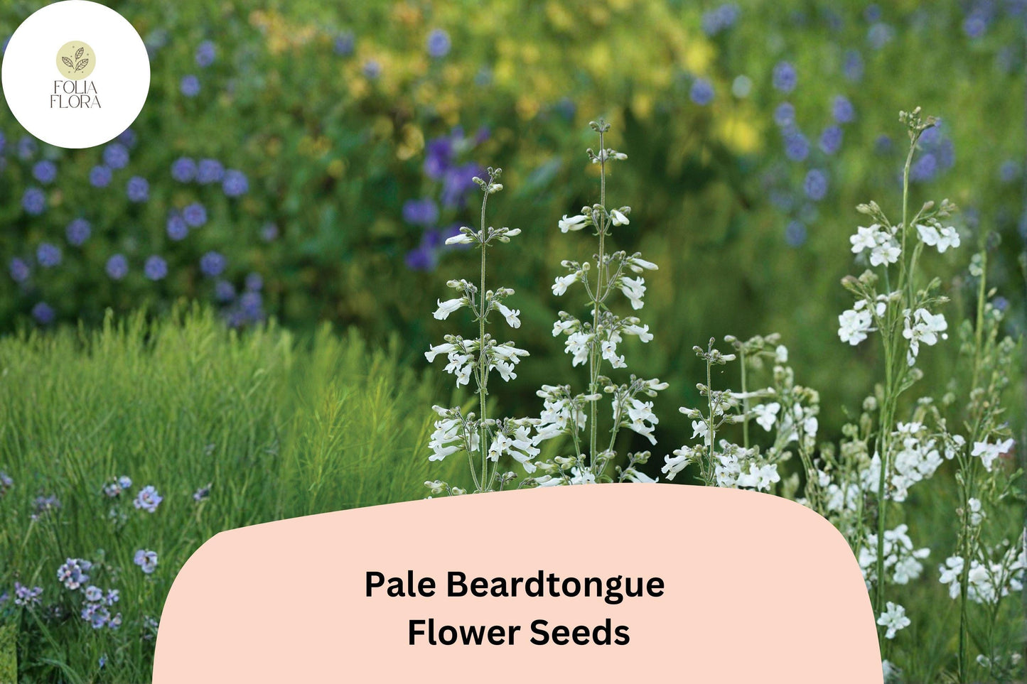Pale Beardtongue Seeds – 100 Penstemon pallidus | Native White Wildflower | Perennial Garden Plant