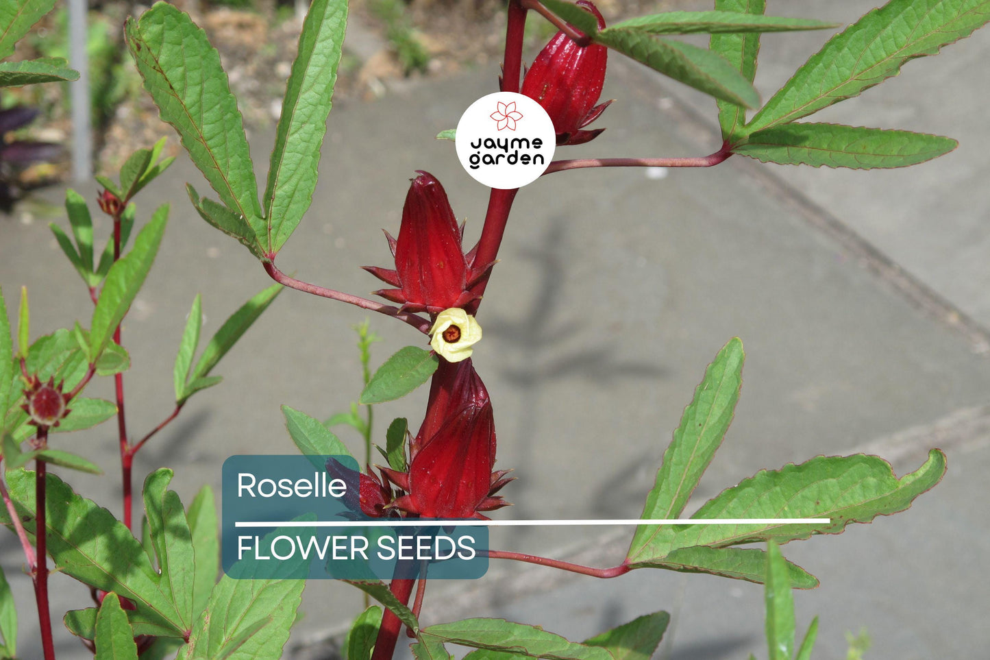 50 Roselle Seeds | Hibiscus sabdariffa | Asian Sour Leaf | Heirloom, Edible & Medicinal