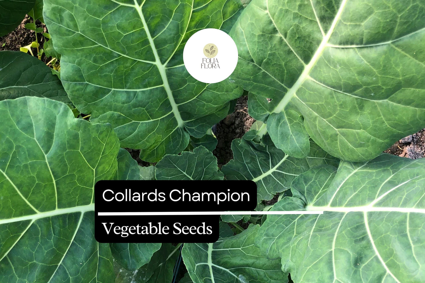 1g Collards Champion Seeds Brassica oleracea | Nutritious, Hardy, Heirloom Greens for Gardens & Containers