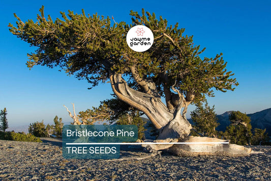 10 Bristlecone Pine Seeds (Pinus aristata) – Oldest Living Tree in the World, Rocky Mountain Native, Long-Lived, USDA Zones 4-7