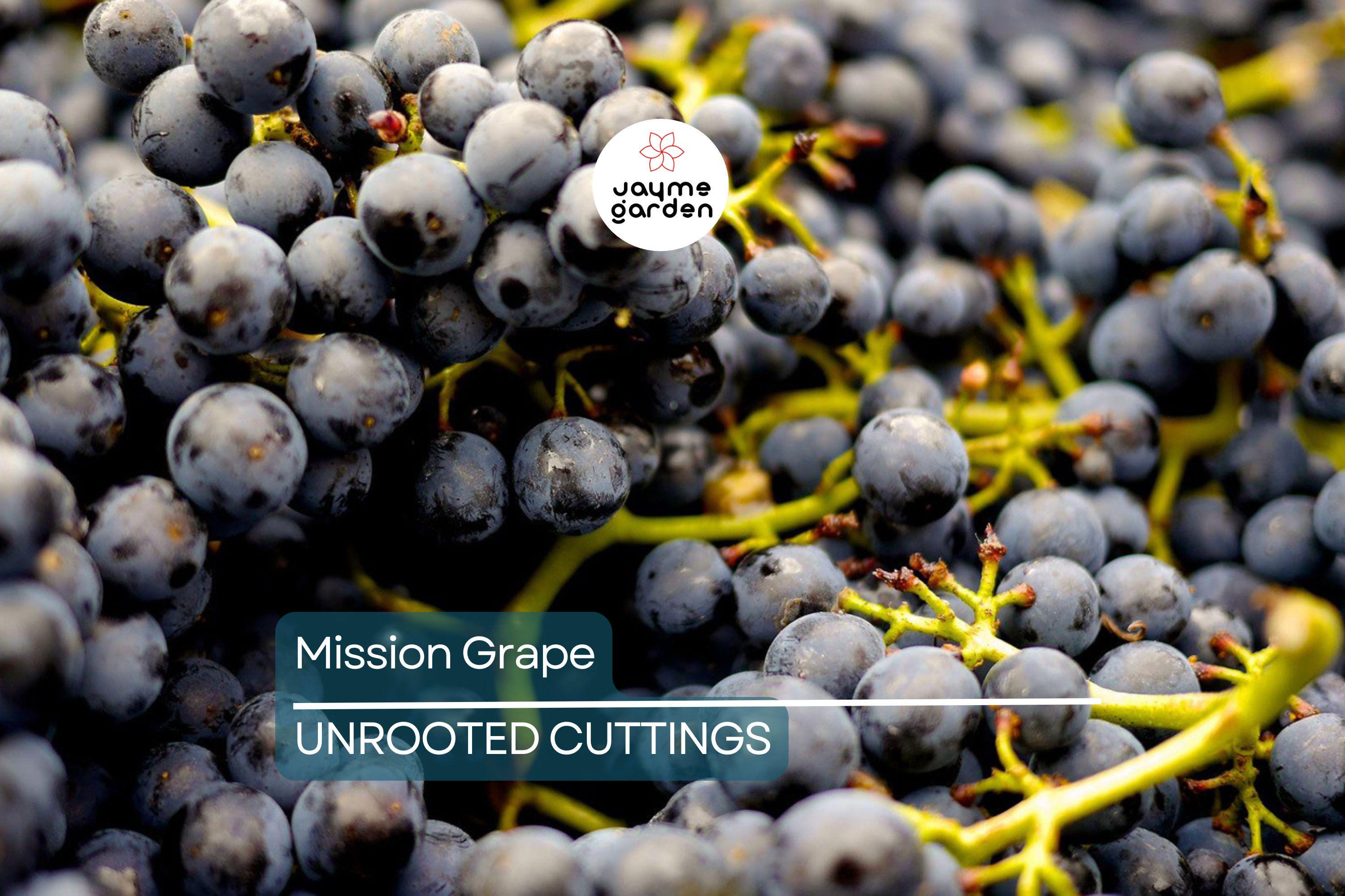 5 Mission Grape Unrooted Cuttings (6-12") - Historic California Variety from 1700s - Ideal for Mediterranean Climates