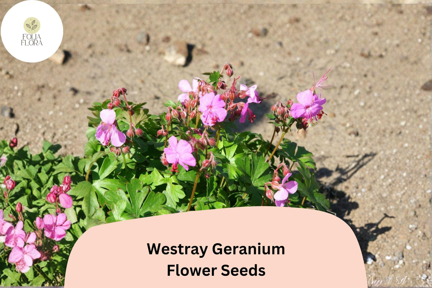 25+ Westray Geranium Seeds | Perennial Cranesbill | Pink Blooms for Garden Beds & Borders