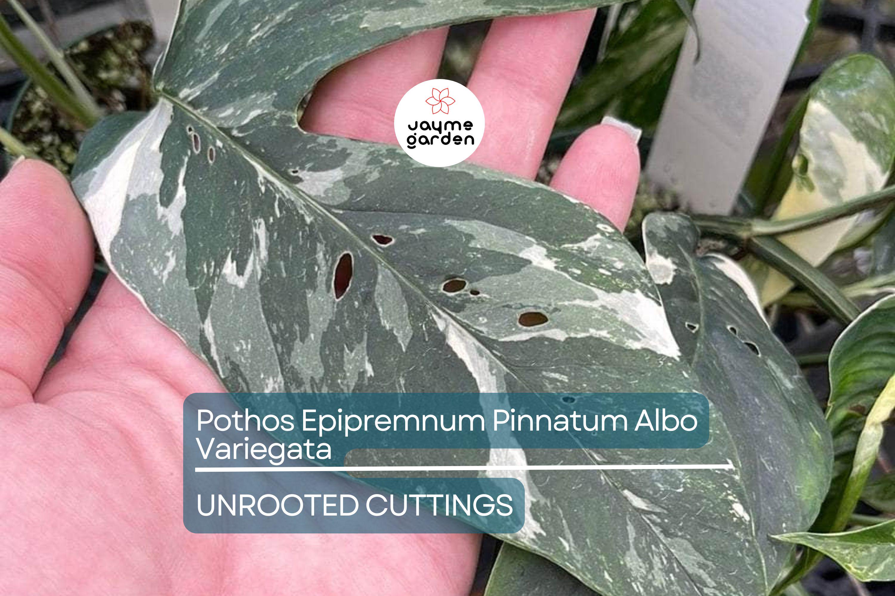 Pothos Epipremnum Pinnatum Albo Variegata Cuttings, Beautiful Fenestrated Leaves, Low Maintenance, Ideal for Climbing