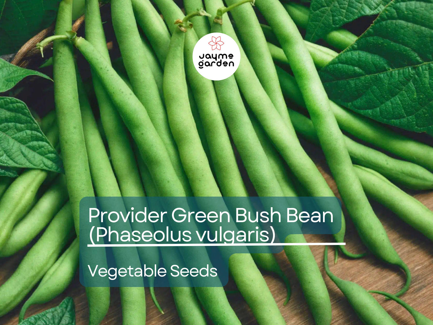 Provider Green Bush Bean 5 Gram Seeds For Planting - Heirloom Non-GMO Variety - High-Yield, Fast-Growing Beans for Garden Beds & Containers