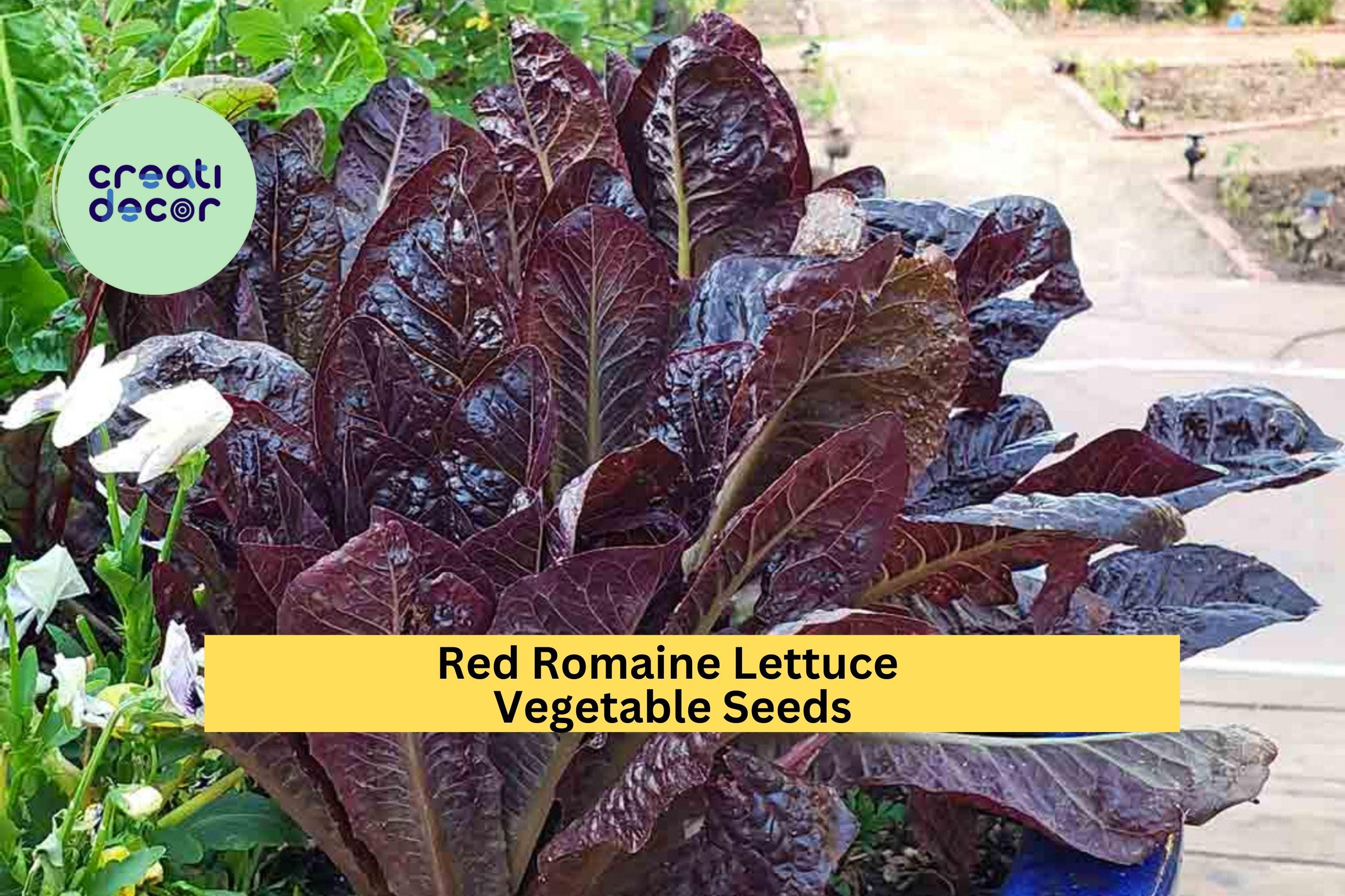 3pcs of 1g Red Romaine Lettuce Seeds – Crisp, Colorful Heirloom Variety for Salads, Raised Beds, and Container Gardens Seeds for Planting