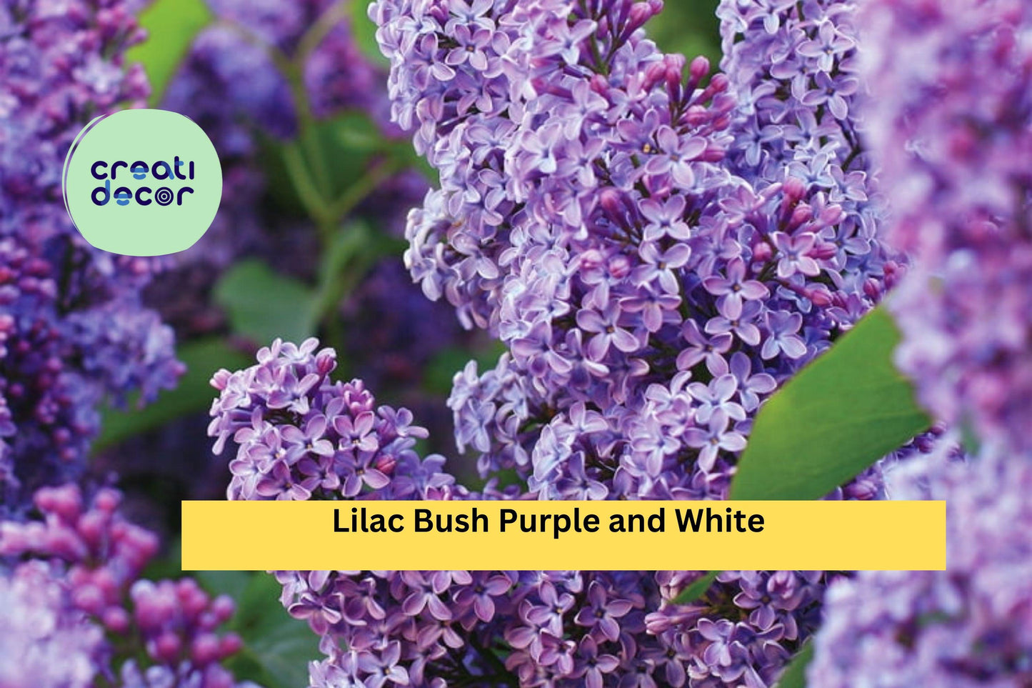 10 Live Plants, 5 Purple & 5 White - Bare Root Lilac Bushes , Hardy Perennial Shrubs for Garden Borders, Fragrant Spring Blooming Plants
