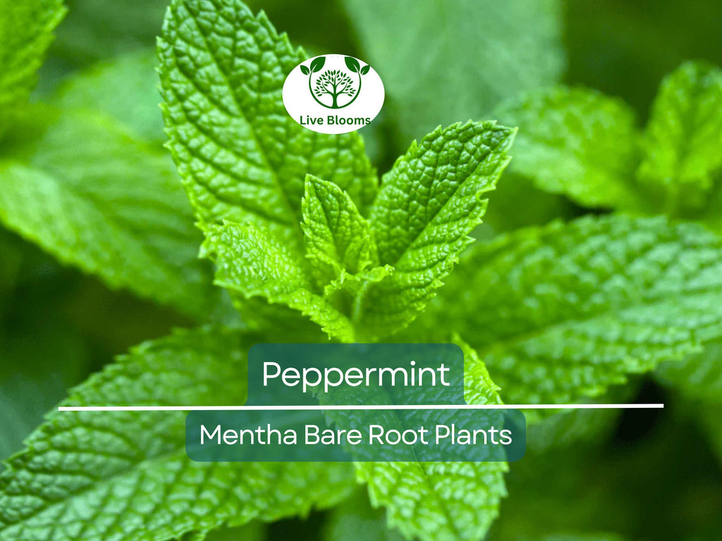 5 Peppermint Plants – Live Bare Root – Rau Thom Pudina Mint – Fast-Growing Culinary & Herb for Garden or Pots