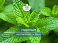 5 Peppermint Plants – Live Bare Root – Rau Thom Pudina Mint – Fast-Growing Culinary & Herb for Garden or Pots