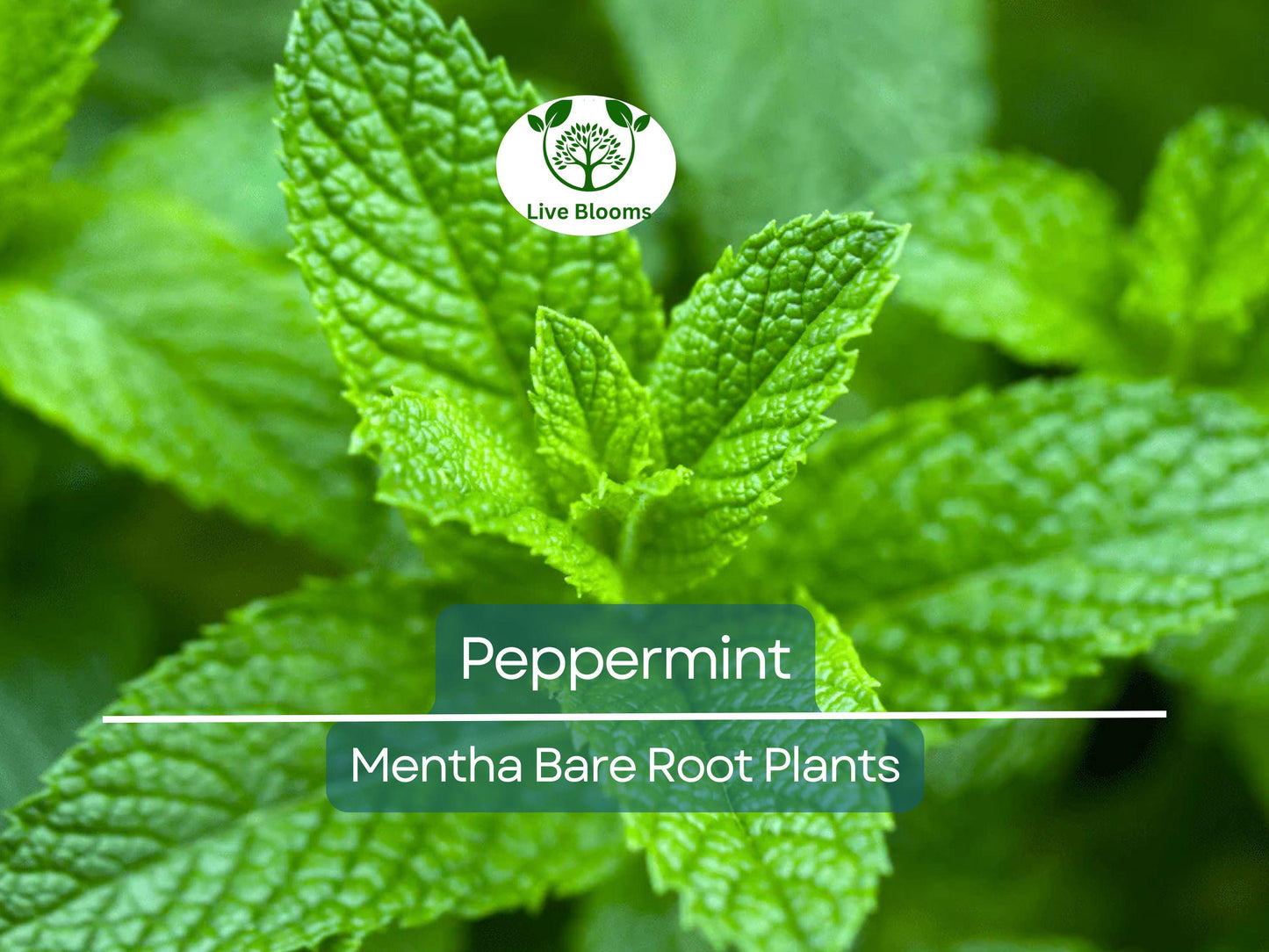 5 Peppermint Plants – Live Bare Root – Rau Thom Pudina Mint – Fast-Growing Culinary & Herb for Garden or Pots