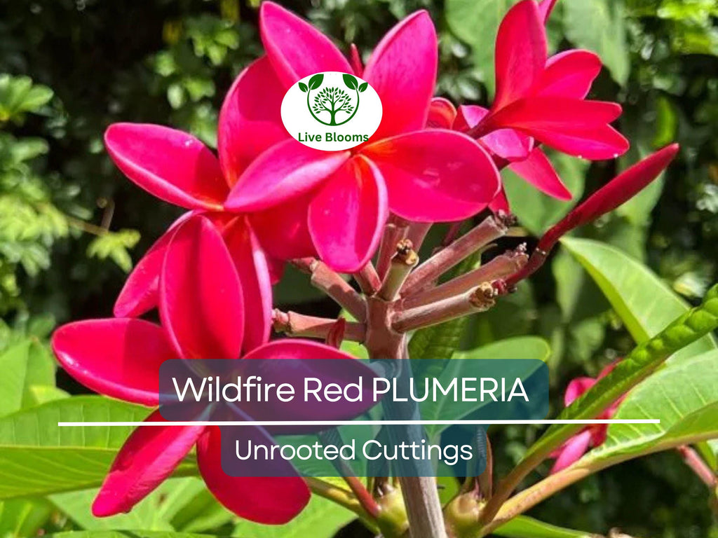 2 Plumeria Wildfire Red Cuttings - Rare Unrooted, 9-12 inches Tall, Fragrant Flowering Plant, Tropical, Frangipani, Live Plant Cuttings