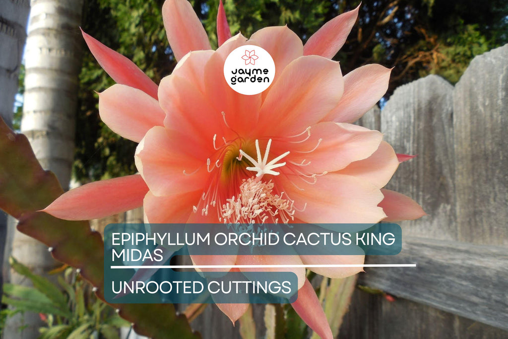 Epiphyllum Orchid Cactus ‘King Midas’ Cutting | 8"-10" Long | Large Vibrant Blooms | Hybrid Epiphyllum Cutting