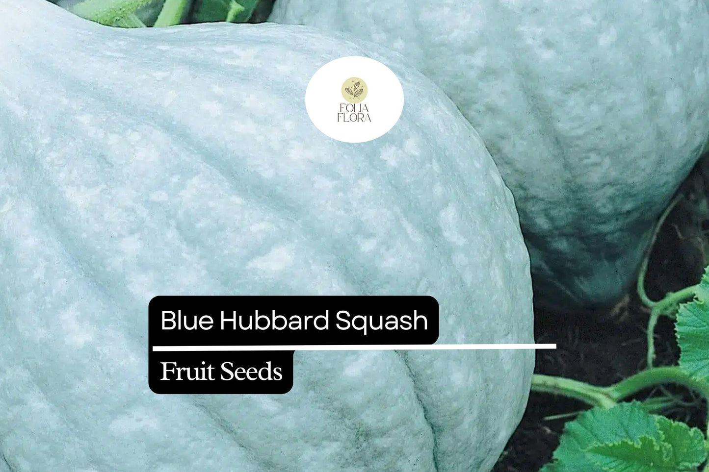 10 Seeds Blue Hubbard Squash (Cucurbita maxima) – Heirloom Winter Squash for Sweet, Nutty Flavor