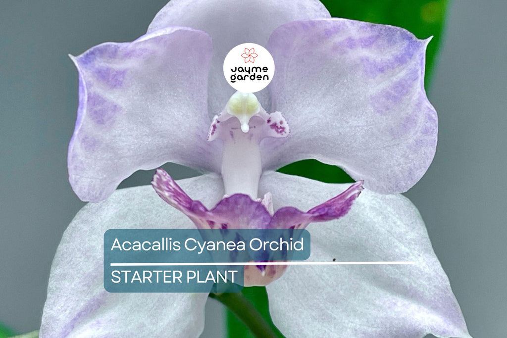 Acacallis Cyanea Orchid Seedling | Fragrant Lavender Flowers | Rare Orchid Species | Live Starter Plant in Pot