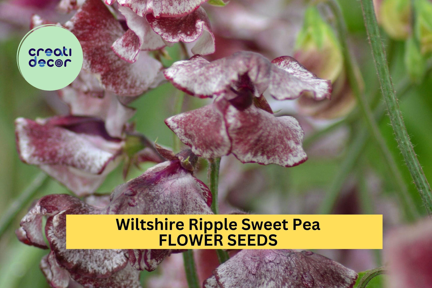 50+ Wiltshire Ripple Sweet Pea Seeds – Maroon & White Striped Fragrant Blooms for Garden Planting, Climbing Vines – USA
