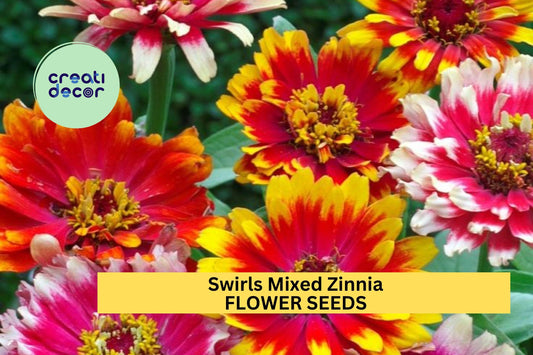 100+ Swirls Mixed Zinnia Seeds – Striped & Bi-Color Blooms for Garden Planting, Bold Annuals for Borders and Pollinator Gardens – USA