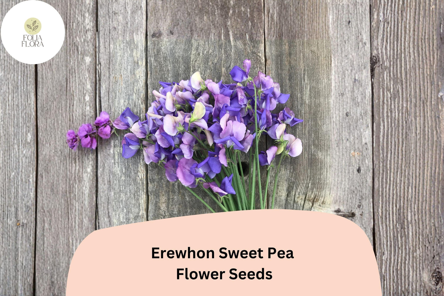 50+ Erewhon Sweet Pea Seeds | Soft Lavender Climbing Flowers for Trellis & Garden