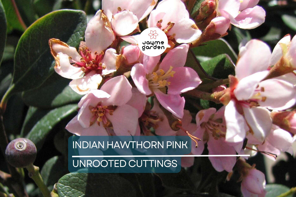Indian Hawthorne Pink Dancer Cuttings - 7 Live 6" Flowering Shrubs, Evergreen, Fast-Growing, USDA Zones 7-11