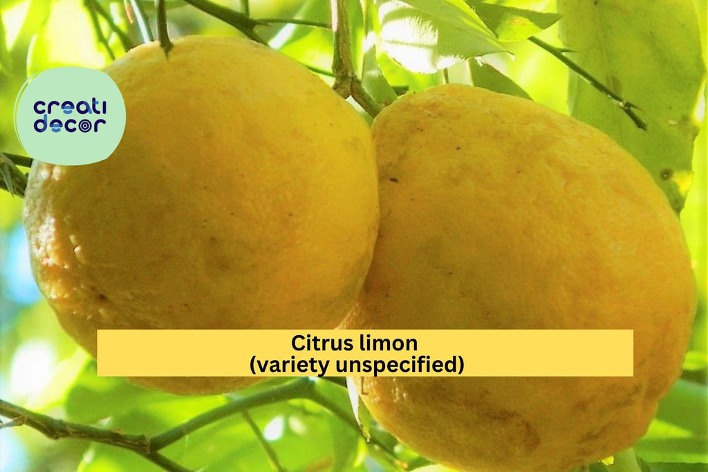 Rare Hardy Lemon Tree – Live 6” Citrus Plant, Large Baseball-Size Fruit Variety, Cold-Tolerant Lemon Starter for Home Gardens