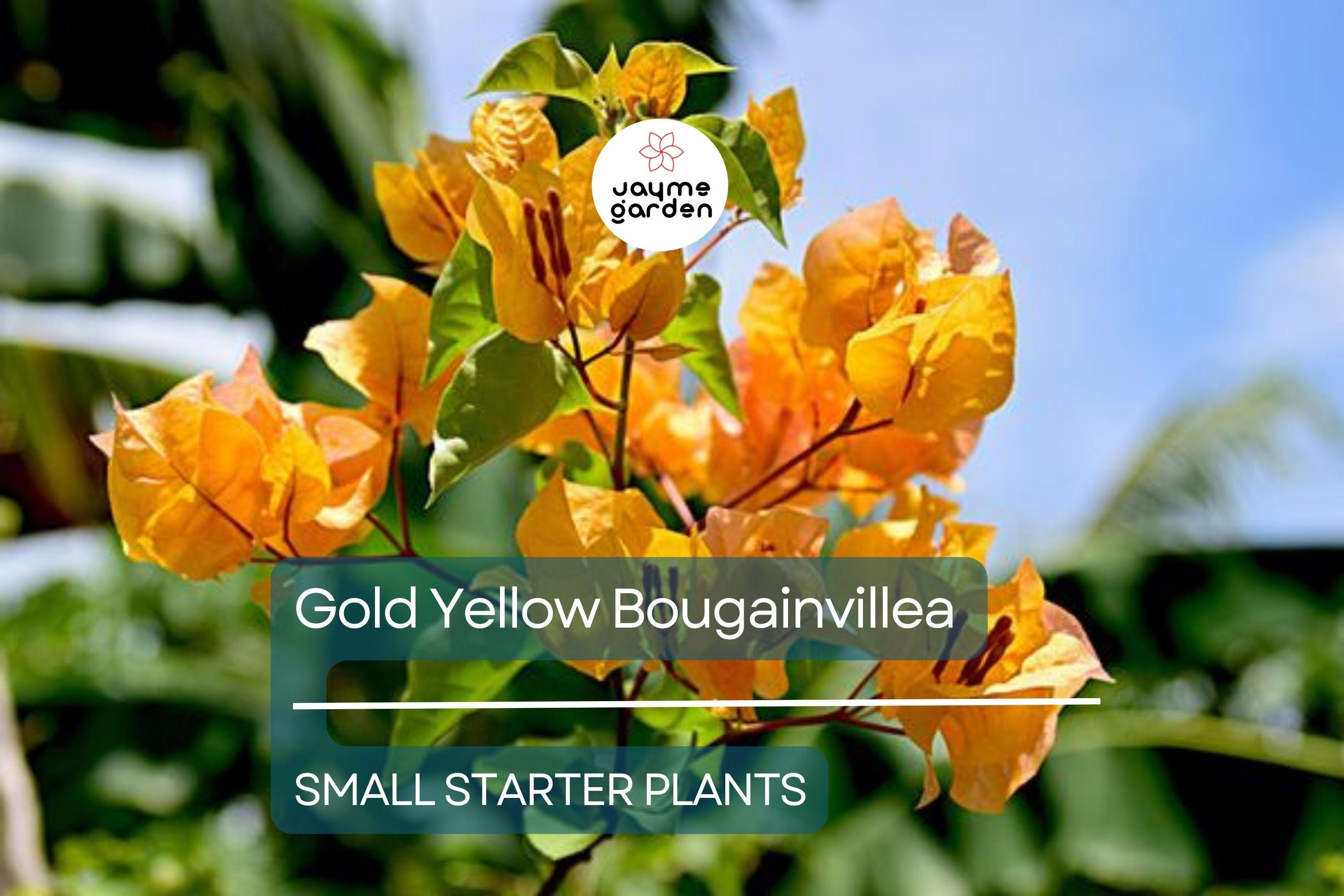 Gold Yellow Bougainvillea Starter Plant - Paper Flower Seedling - Vibrant Tropical Blooms for Gardens, Containers & Landscaping