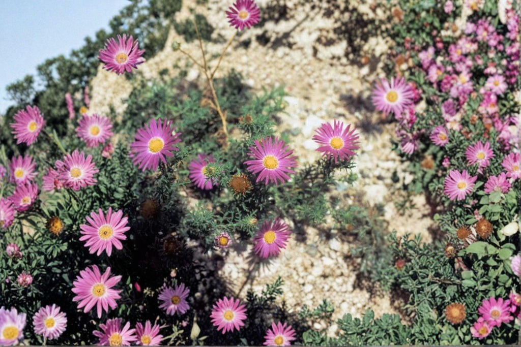 Tahoka Daisy – Machaeranthera tanacetifolia Seeds | 100 Seeds | Purple Prairie Wildflower | Drought-Tolerant Pollinator Plant