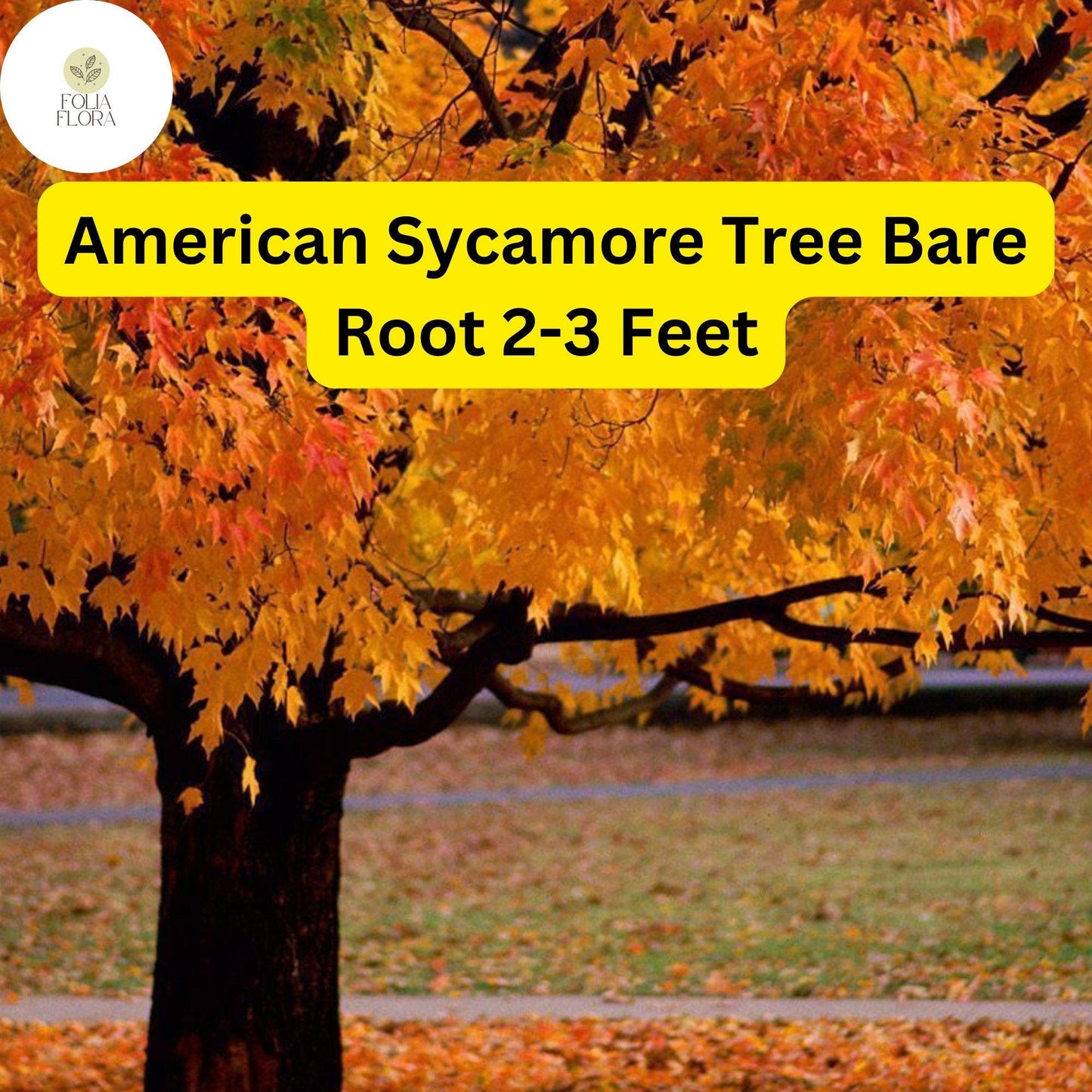 1 Platanus occidentalis American Sycamore Tree - 2-3 Ft Live Bare Root Plant for Zones 4-9 - Fast-Growing Shade Tree