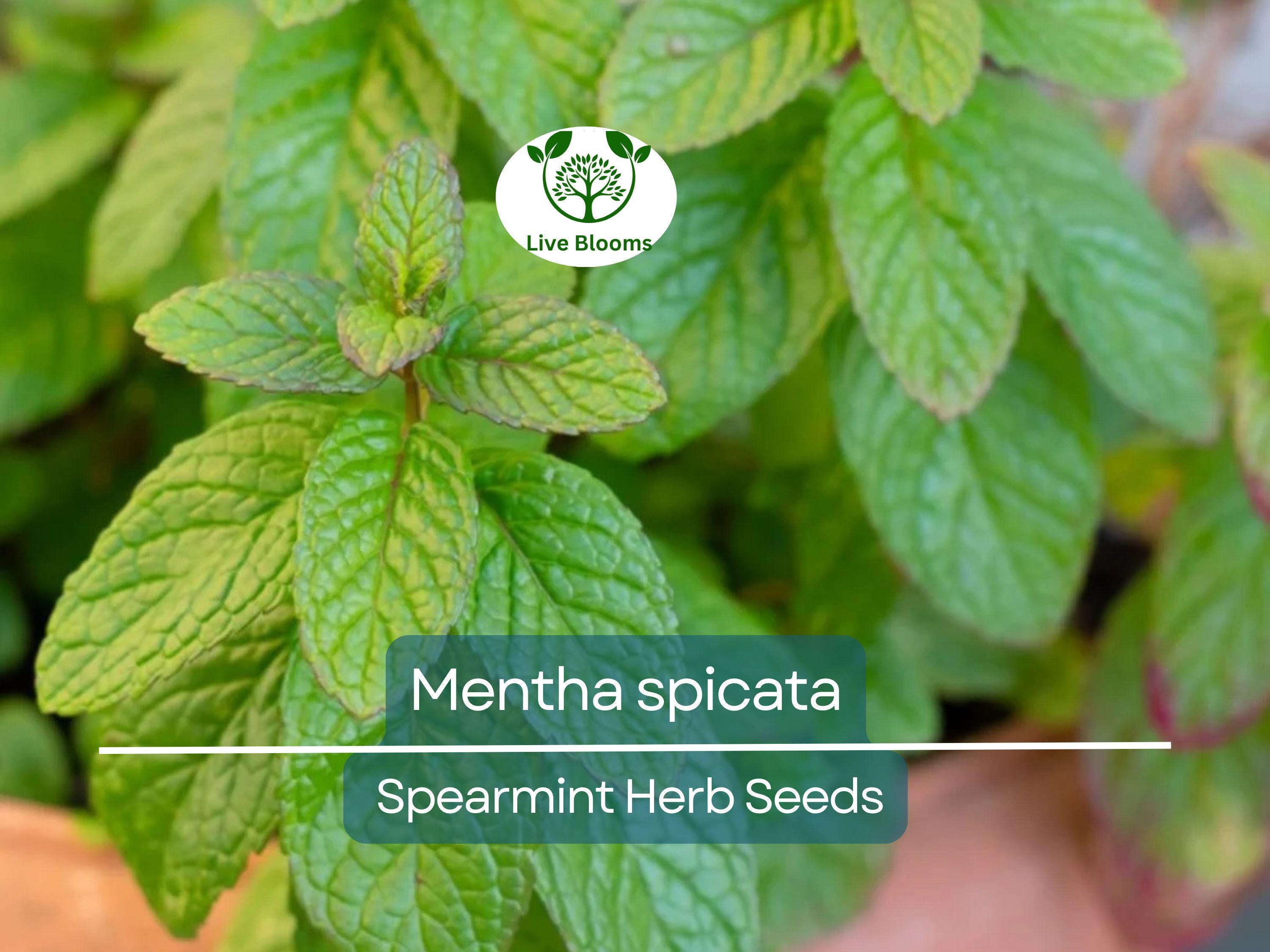 30 mg Seeds Spearmint Herb – Mentha spicata | Fresh Mint for Planting, Culinary, Tea Uses