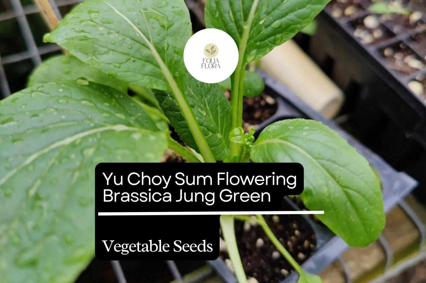 500mg Yu Choy Sum Seeds Brassica rapa Flowering Jung Green for Planting | Heirloom Asian Greens Tender Stalks & Yellow Flowers