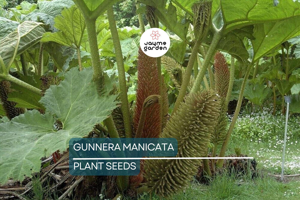 25 Gunnera Manicata Seeds - "Dinosaur Food" Giant Hardy Plant, Prehistoric, Rare, Architectural Herbaceous
