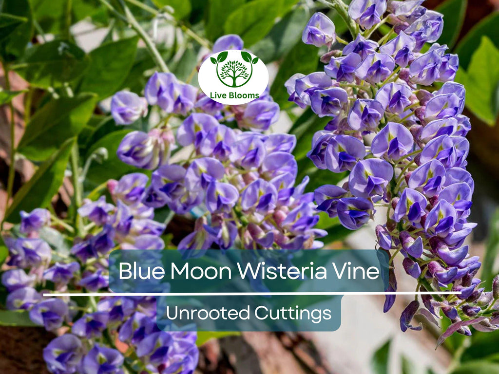 4 Wisteria Vines Blue Moon Fresh Unrooted Cuttings (Wisteria macrostachya) DIY Flowering Vine - Propagate Beautiful Blooms