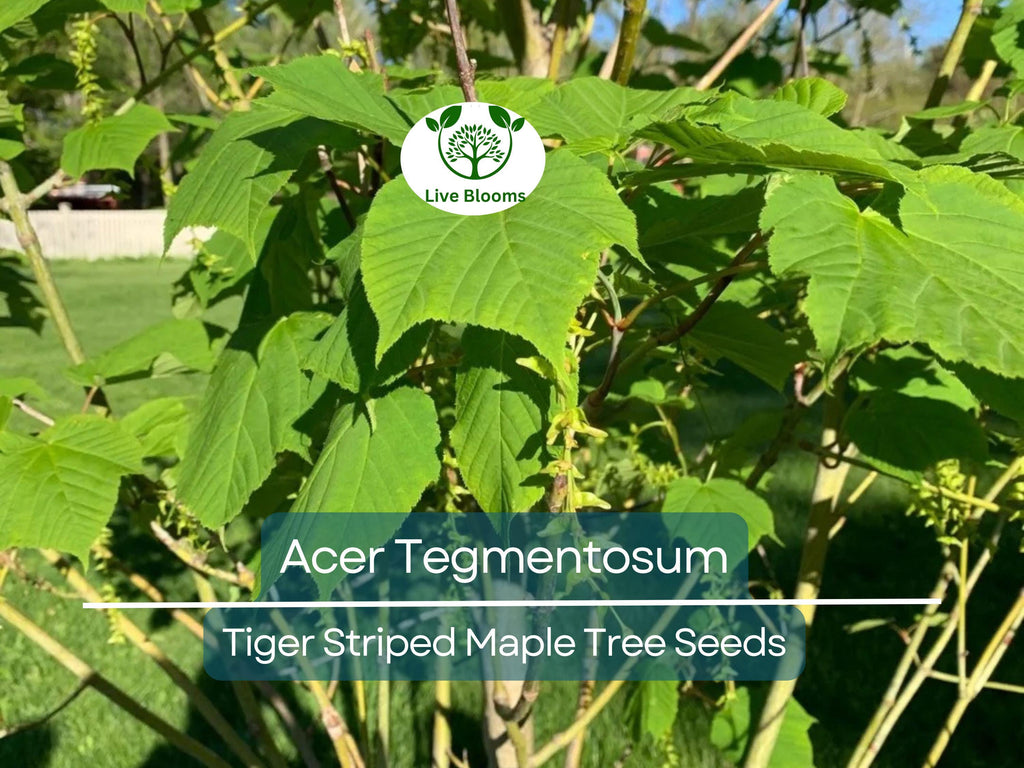 10 Seeds Acer Tegmentosum (Tiger Striped Maple) for Planting - Unique Tree for Landscaping, Gardens & Bonsai - Hardy, Ornamental Tree Seeds