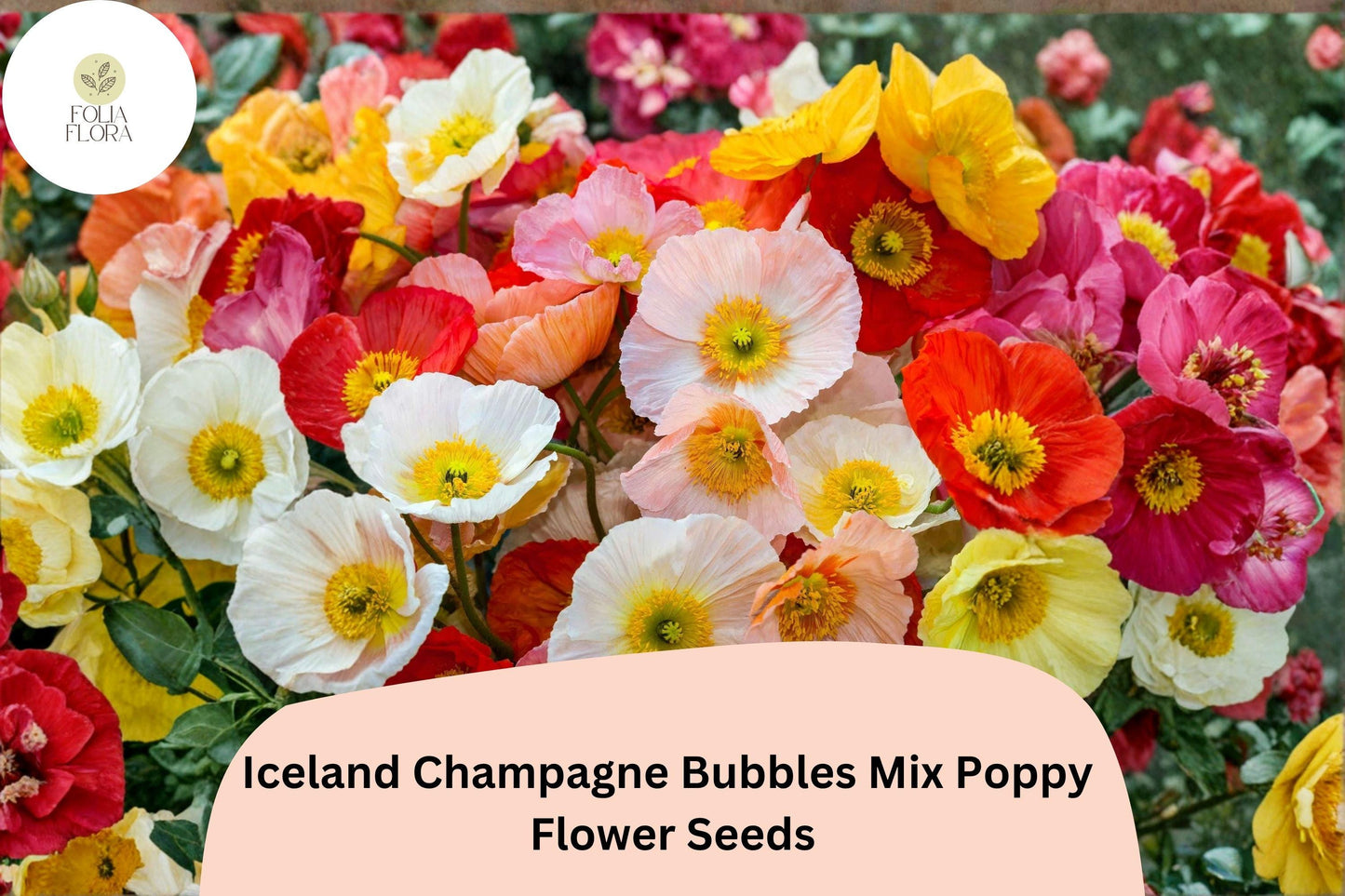 200+ Iceland Champagne Bubbles Mix Poppy Seeds for Garden – Bright Perennial Blooms, Easy to Grow Flowers