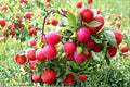 Red June Plum 1 Live Plant 2ft Tall (Prunus salicina) Red Plum Tree