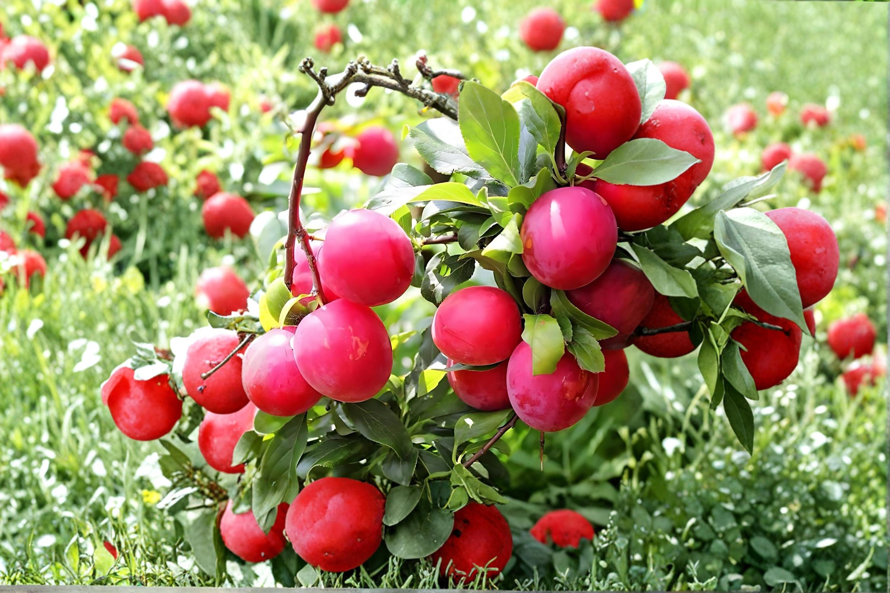Red June Plum 1 Live Plant 2ft Tall (Prunus salicina) Red Plum Tree