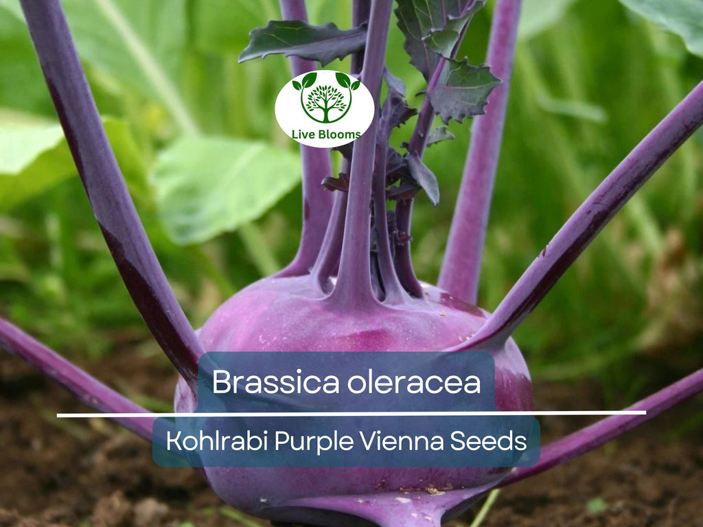 150 Kohlrabi Purple Vienna Seeds – Brassica oleracea – Heirloom Vegetable for Planting, Easy to Grow, Perfect for Salads & Cooking