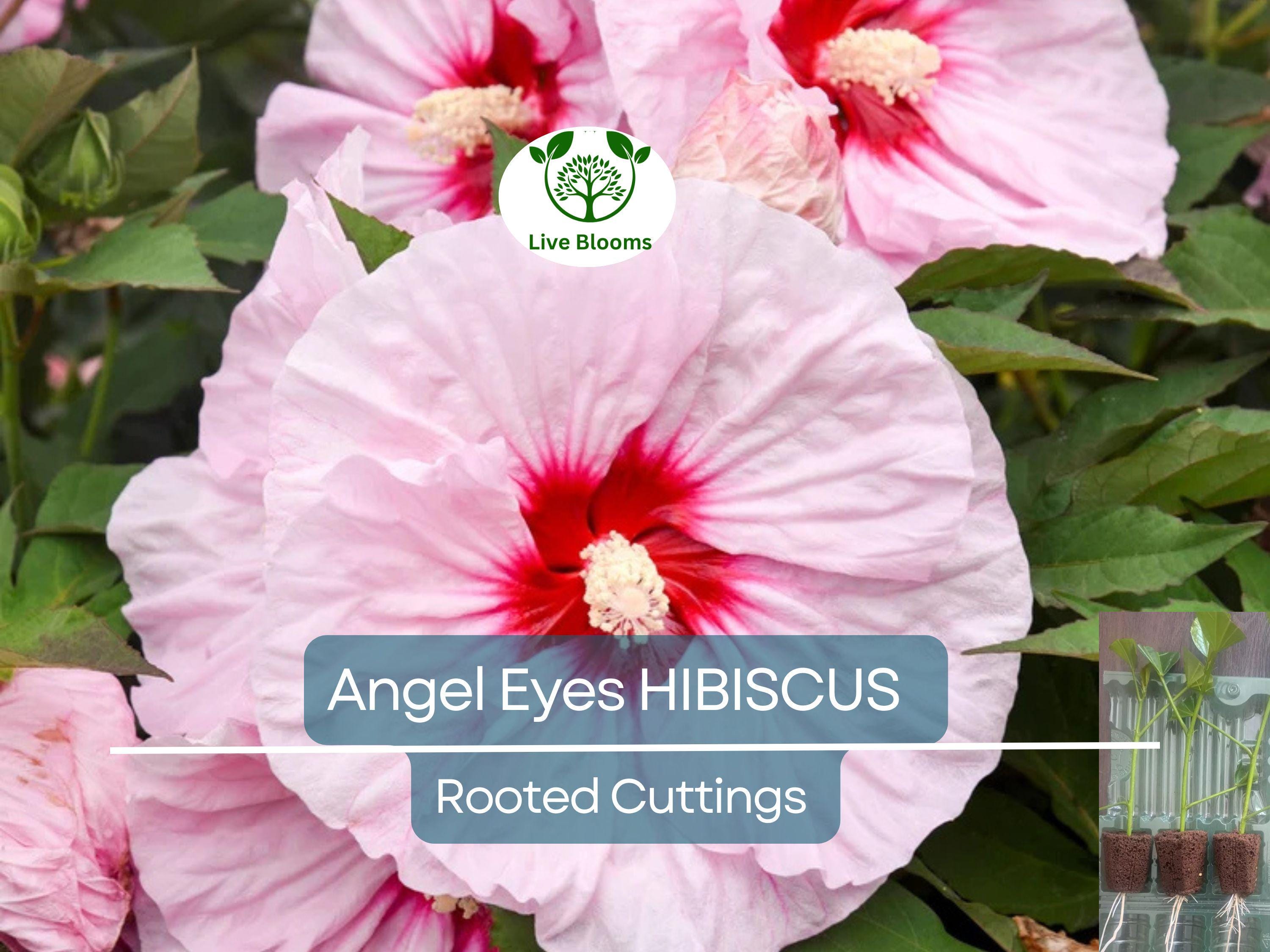 3 Live Hibiscus Angel Eyes Cuttings – Beautiful Flowering Plant for Propagation, Hardy Hibiscus (Hibiscus rosa-sinensis)
