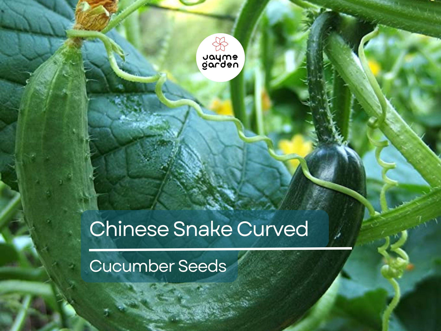 10 Seeds Chinese Snake Cucumber | Curved Heirloom Cucumber Seeds for Planting | Crisp & Refreshing | Heat Tolerant | Unique Long Shape