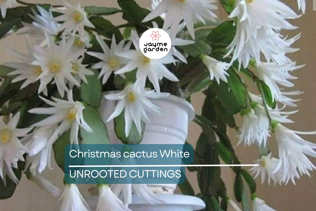 White Christmas Cactus Cuttings (4"-5") | 5 Unrooted Segments | Easy to Grow Holiday Plant | Schlumbergera Starter Plant